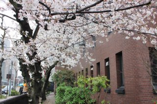 教会の外では桜が咲きはじめていました